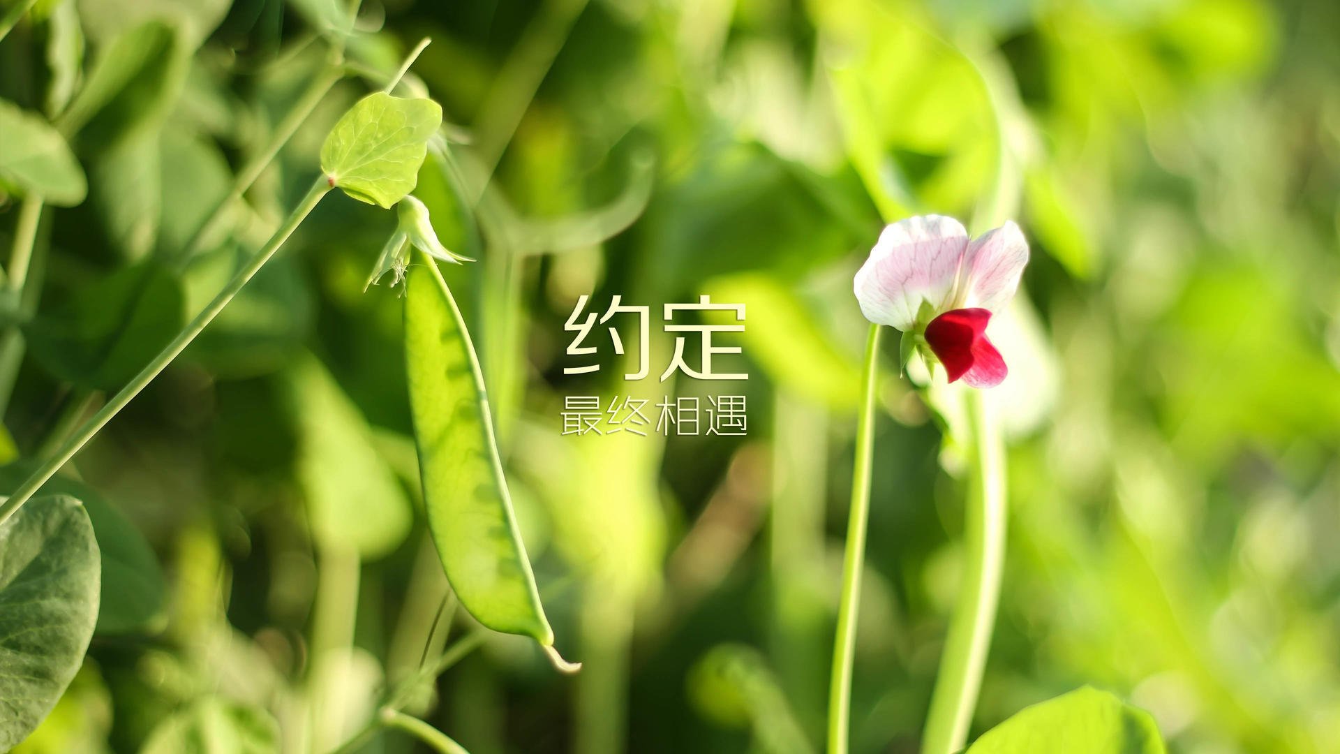 葡萄牙联赛顶级对决波尔图主场击败本菲卡，葡萄牙波尔图疫情最新消息